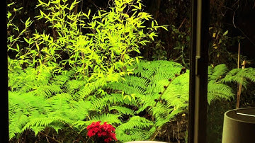 Timelapse Backyard Test with Canon Rebel T2i and Magic Lantern 2.3