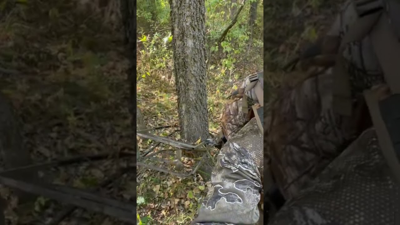Anybody missing their climbing treestand? #publiclandhunting #bowhunting #deerhunting