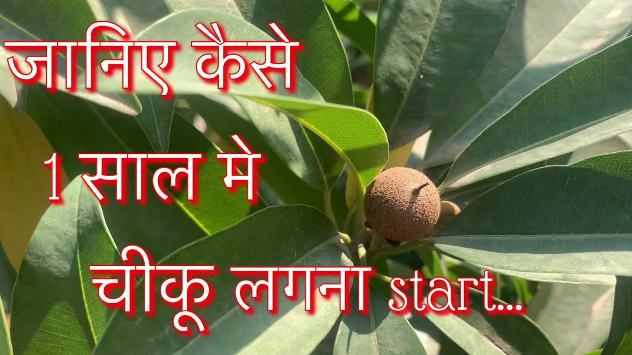 एक साल में चीकू लगना Start जानिए कैसे | How to get fruits from Chiku Plant in 1 year