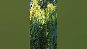 Big and beautiful willow tree ❣️ #shorts
