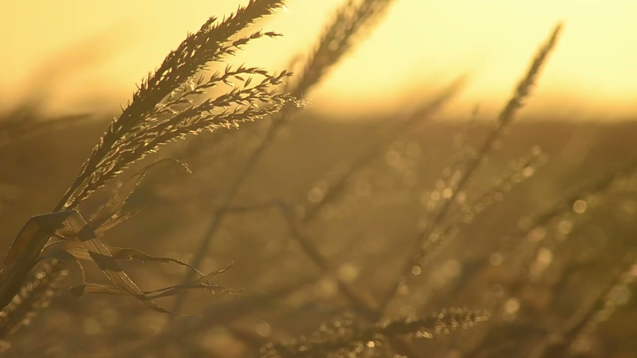 Nature walk. A soundtrack produced by THEDjMatters with beautiful visuals by Albert Roy Photography.