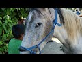 Caballos y Potrancas en San Rafael Cedros El Salvador On