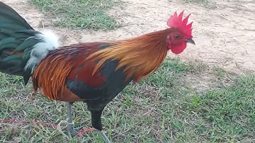 4 (2) mes nyuam qaib f3 Saib ua kev lom zem nawb 2024