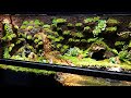 滝の流れるパルダリウムを作る【part21】 グラステラリウム9045  【テラリウム】I want to make an aquarium with a waterfall【ビバリウム】イモリウム