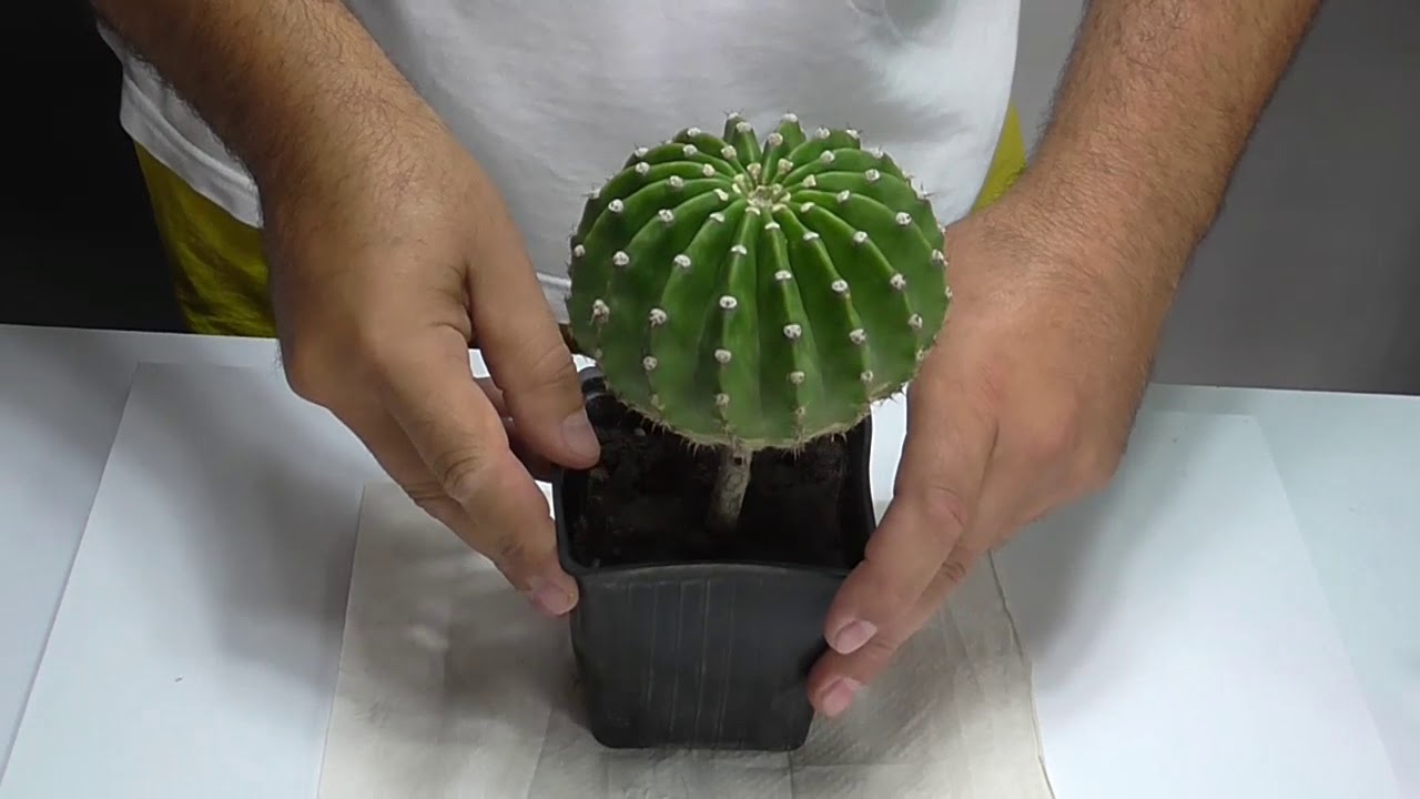 Injerto En Pereskiopsis Spathulata