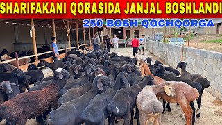 SHARIFAKA 250 BOSH QOZI QOCHQORNI JUDA ARZON QIVORDI