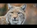 The boy saved the lynx from the hunters, and after a while the lynx saved his life