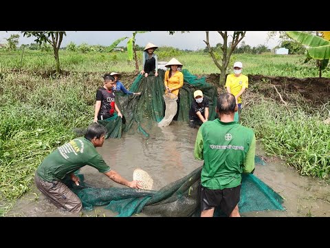 Thu Hoạch Vèo Lươn Của Ông Út Nuôi Sau 9 Tháng Đem Bán Kết Quả Ai Ngờ | Hương Quê #225