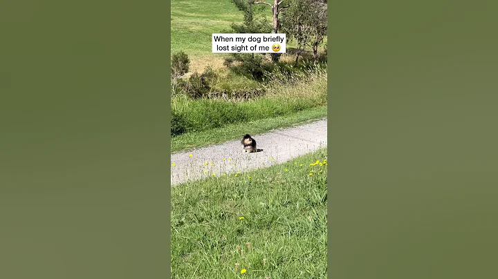 Pomeranian Freaks Out When She Loses Owner 🥺 #shorts #dog - DayDayNews
