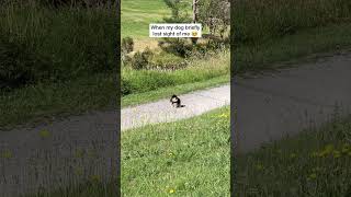 Pomeranian Freaks Out When She Loses Owner 🥺 #shorts #dog