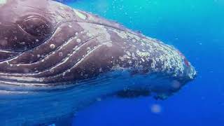 الحوت القاتل المفترس الخارق الذي يقتل الحيتان والدلافين بسهوله عجيبه