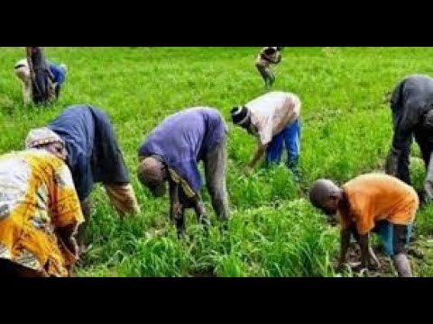 Vidéo: Comment Obtenir Des Rendements élevés De Légumes Malgré Le Mauvais Temps, La Technologie Agricole Du Nord