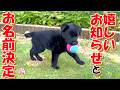 【野犬　子犬　子猫】嬉しいお知らせとお名前決定！