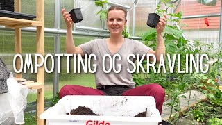 Ompotting og skravling | Ferietips, nye ideer og favoritter