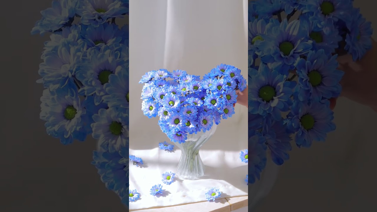 Aurora chrysanthemum   Cloud selected flowers