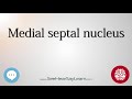 Medial septal nucleus   anatomy of the brain   seehearsaylearn 