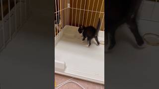 足が…足が滑る#cat #猫 #猫のいる暮らし #ねこ