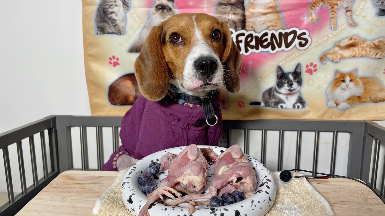 ASMR Beagle eat raw foods.｜爸爸喂小鹌鹑
