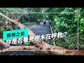 【路樹倒塌】樹倒之前｜你是否看見樹木在呼救？(我們的島 第1075集 2020-10-05)