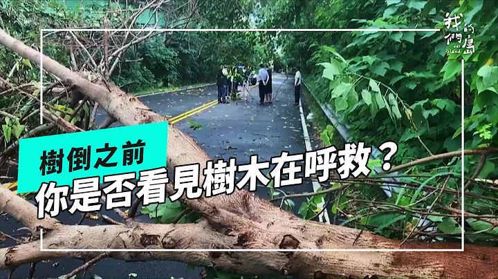 【樹木保護】樹倒之前｜你是否看見樹木在呼救？(我們的島 第1075集 2020-10-05) - 天天要聞