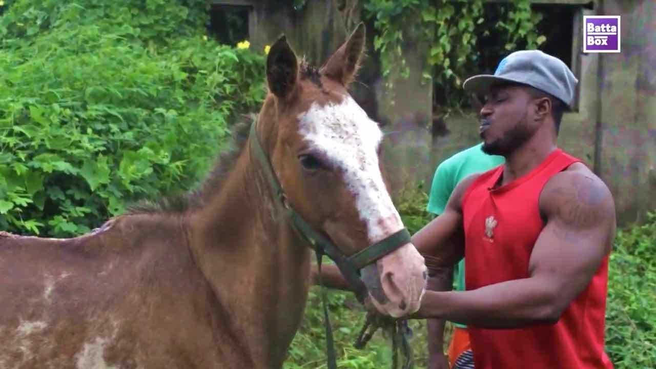 How Much is Horse in Nigeria 