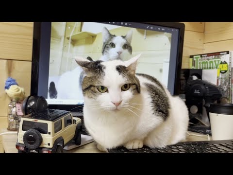 肩に乗り続けると椅子を譲ってくれることを覚えた猫
