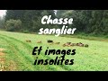 chasse sanglier, et images insolites