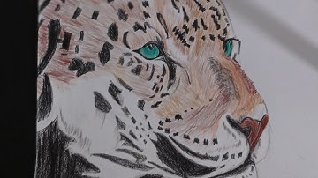 Drawing hyperrealistic Leopard| Timelapse| Leopard drawing