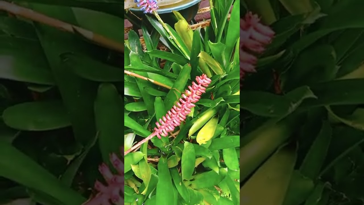 My new vlog for flower looks like plastic YouTube