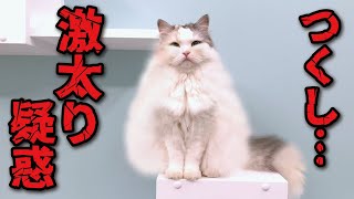 【悲報】つくしの体重が…つくしの体重がぁぁぁぁぁ…【関西弁でしゃべる猫】【猫アテレコ】