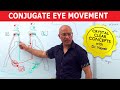 Saccades - Conjugate Eye Movement