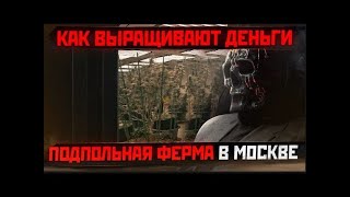 Как в РОССИИ выращивают ТРАВКУ   Подпольная ферма МОРИАРТИ