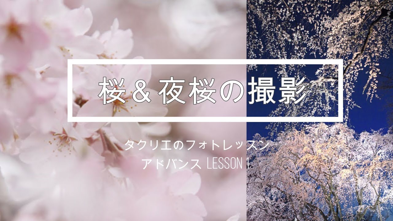 Advanced] Photo Lesson 1: Photographing Cherry Blossoms and Cherry