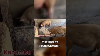 Pig Farmers: Mating, Farrowing, & Piglet Care Guide!