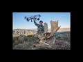 Huntress bow hunting fallow deer in New Zealand with Exclusive Adventures New Zealand