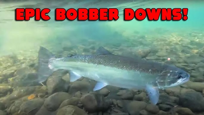 BEST WAY For Bobber Doggin for Salmon & Steelhead Fishing! 