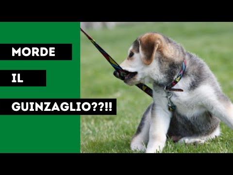 Video: Come fermare il cane dal mordere il guinzaglio