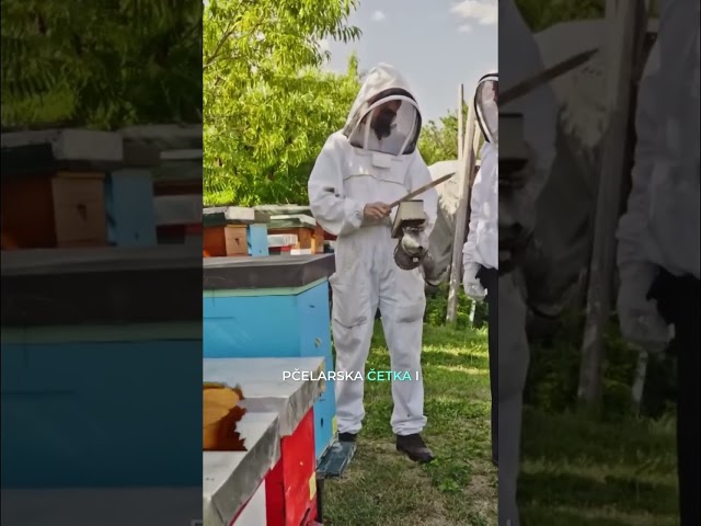 Pčelarstvo: Med, Matice i Košnice #shorts