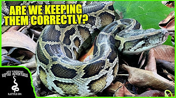 BURMESE PYTHONS IN THE WILD! (Are we keeping them correctly?)