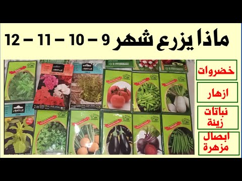 فيديو: قواعد البذر الشتوي: كيف ومتى وماذا تزرع