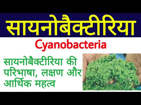 सायनोबैक्टीरिया | cyanobacteria in hindi | blue green algae | about cyanobacteria | नील हरित शैवाल