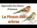 Rup apprendre les chants doiseaux  le pinson des arbres