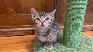 STEPHEN - Polydactyl Male Kitten - Bengal Cross by CS L 91 views 2 years ago 28 seconds