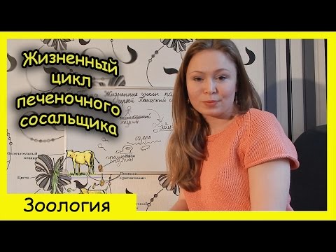Плоские черви| Жизненный цикл печеночного сосальщика.