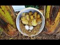 Natural Newly Born Yellow Ducklings Hatched From Eggs But Don&#39;t See Them Mum