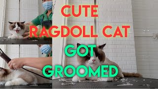 Cute #Ragdoll Cat got groomed|Ragdoll Cat grooming|Cat owner/lover must watch this|#catlover#Ragdoll by Groomers Archive 5,641 views 2 years ago 15 minutes