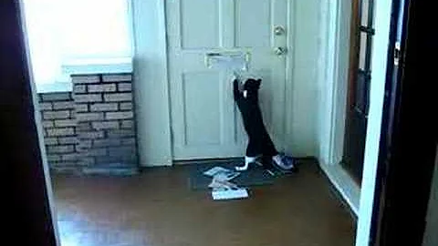 cat vs the mailman