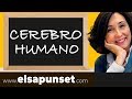 El cerebro humano - Inteligencia Emocional - Elsa Punset