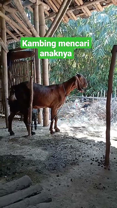kambing mengembek memanggil anaknya#hewanlucu #kambing #kambinglucu