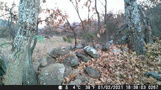 Corzos en el Parque Regional de la Sierra de Gredos